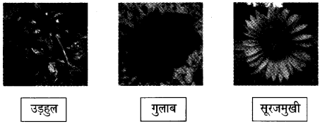 NCERT Solutions for Class 4 पर्यावरण अध्ययन Chapter 11 फुलवारी 5