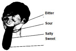 NCERT Solutions for Class 5 EVS Chapter 3 From Tasting To Digesting Close your eyes and tell Q3