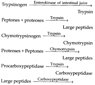 NCERT Solutions For Class 11 Biology Digestion and Absorption Q12.2