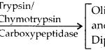 NCERT Solutions For Class 11 Biology Digestion and Absorption Q4