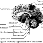 NCERT Solutions For Class 11 Biology Neural Control and Coordination Q4.1