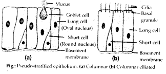 NCERT Solutions For Class 11 Biology Structural Organisation in Animals Q11.1