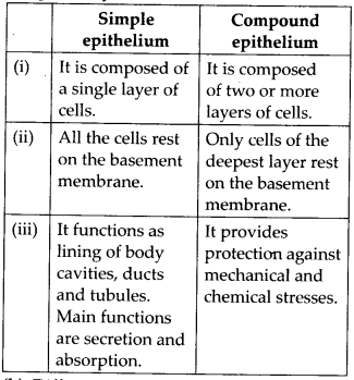 NCERT Solutions For Class 11 Biology Structural Organisation in Animals Q12
