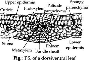 NCERT Solutions For Class 11 Biology Anatomy of Flowering Plants Q12