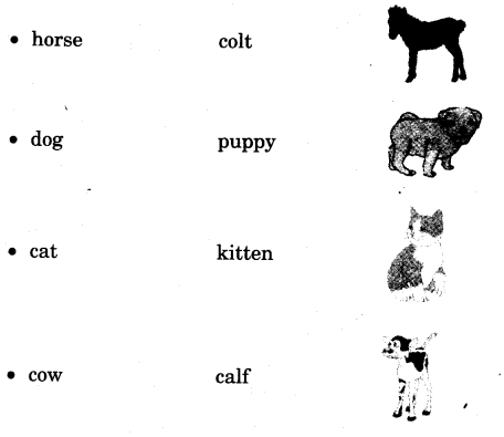 NCERT Solutions for Class 3 English Unit 7 Puppy and I Little Tiger, Big Tiger Word Building Q1.1