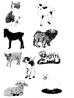 NCERT Solutions for Class 3 English Unit 7 Puppy and I Little Tiger, Big Tiger Word Building Q1