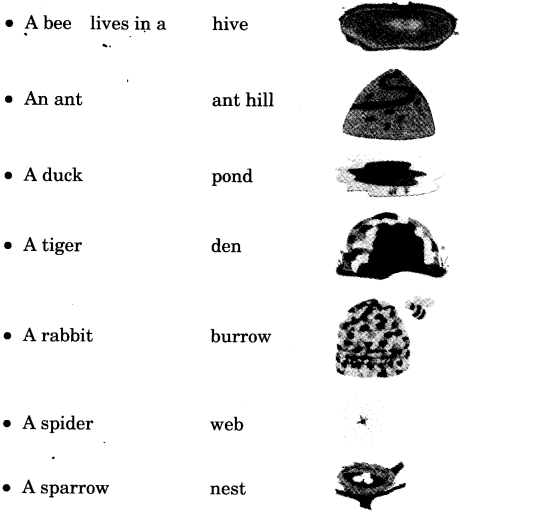 NCERT Solutions for Class 3 English Unit 7 Puppy and I Little Tiger, Big Tiger Word Building Q3.1