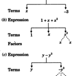 NCERT Solutions for Class 7 Maths Chapter 12 Algebraic Expressions 1