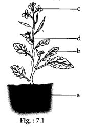 NCERT Exemplar Class 6 Science Chapter 7 Getting to Know Plants 2