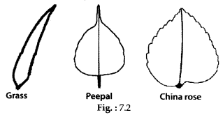 NCERT Exemplar Class 6 Science Chapter 7 Getting to Know Plants 3