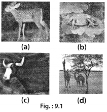 NCERT Exemplar Class 6 Science Chapter 9 The Living Organisms and Their Surroundings 1