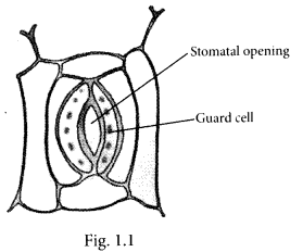 NCERT Exemplar Class 7 Science Chapter 1 Matter In Our Surroundings q16.1