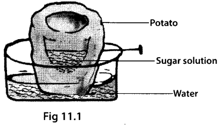NCERT Exemplar Class 7 Science Chapter 11 Transportation in Animals and Plants - Learn CBSE NCERT Exemplar Class 7 Science Chapter 11 Transportation in Animals and Plants - Learn CBSE