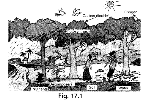 NCERT Exemplar Class 7 Science Chapter 17 Forests Our Lifeline q20