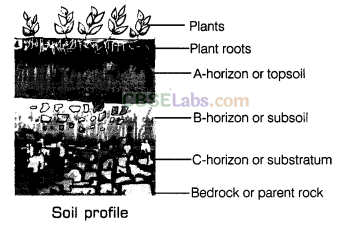 Soil Class 7 Notes Science Chapter 9 img-1