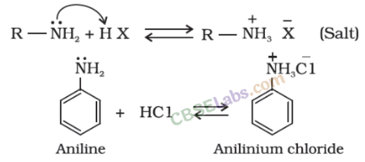 Amines Class 12 Notes Chemistry Chapter 13 img-1