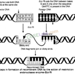 Biotechnology Principles and Processes - CBSE Notes for Class 12 Biology img-1