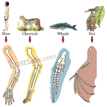 Evolution- CBSE Notes for Class 12 Biology img-2