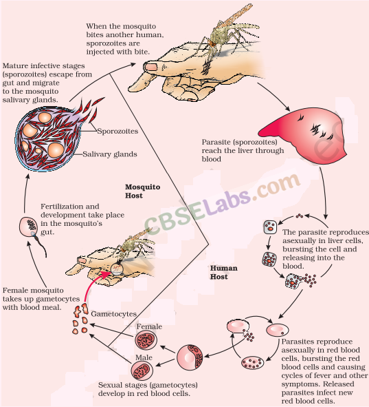 Human Health and Disease - CBSE Notes for Class 12 Biology img-2