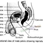 Human Reproduction - CBSE Notes for Class 12 Biology img-1
