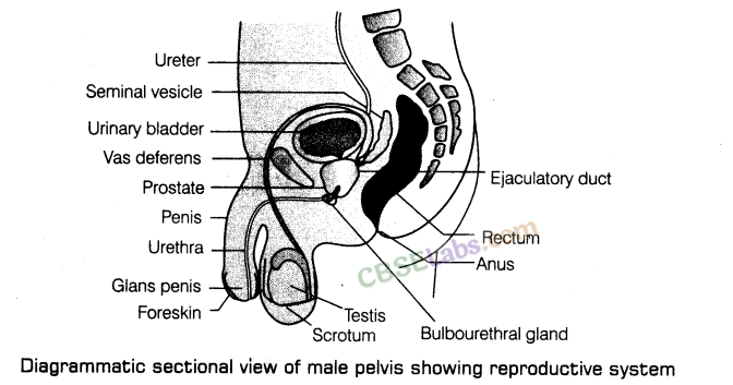 Human Reproduction - CBSE Notes for Class 12 Biology img-1