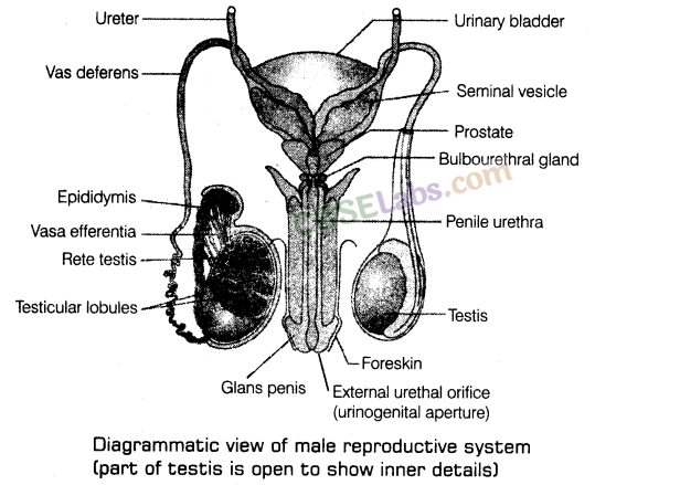 Human Reproduction - CBSE Notes for Class 12 Biology img-2