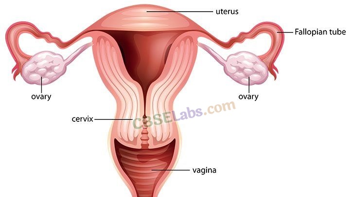 Human Reproduction - CBSE Notes for Class 12 Biology img-3