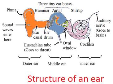 Sketch larynx and explain its function in your own words. - Teachoo