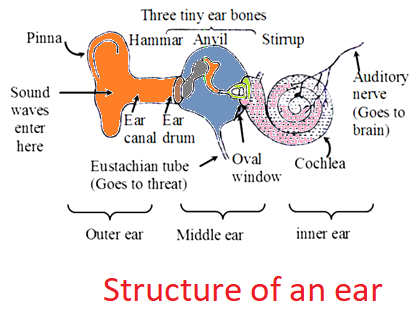 Anatomy of the Larynx - Primary Anatomy