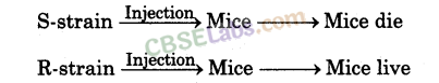 Molecular Basis of Inheritance - CBSE Notes for Class 12 Biology img-3