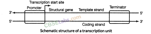 Molecular Basis of Inheritance - CBSE Notes for Class 12 Biology img-8