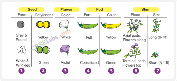 Principles of Inheritance and Variation - CBSE Notes for Class 12 Biology img-1