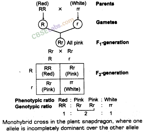Principles of Inheritance and Variation - CBSE Notes for Class 12 Biology img-4