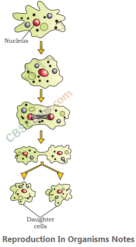 Reproduction in Organisms – CBSE Notes for Class 12 Biology img-2