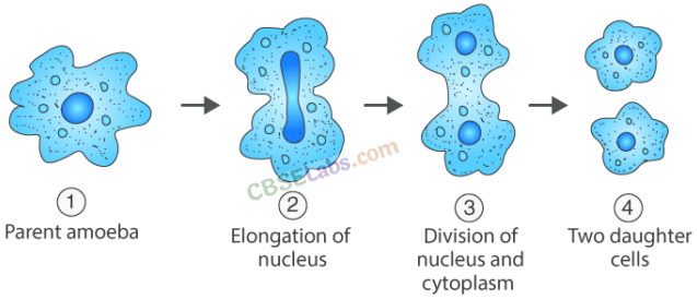 Reproduction in Organisms – CBSE Notes for Class 12 Biology img-3