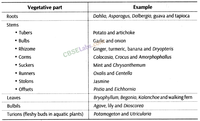 Reproduction in Organisms – CBSE Notes for Class 12 Biology img-5