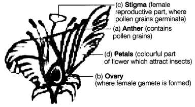 Reproduction in Plants Class 7 Extra Questions Science Chapter 12 12