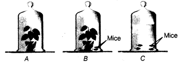 Respiration in Organisms Class 7 Extra Questions Science Chapter 10 5