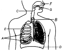 Respiration in Organisms Class 7 Extra Questions Science Chapter 10 6