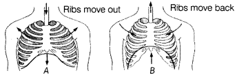 Respiration in Organisms Class 7 Extra Questions Science Chapter 10 8