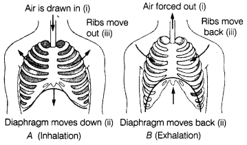 Respiration in Organisms Class 7 Extra Questions Science Chapter 10 9