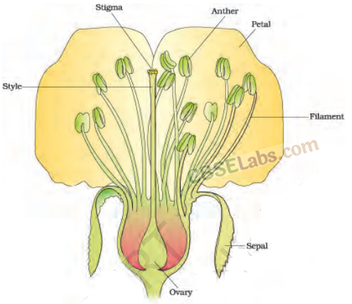Sexual Reproduction in Flowering Plants - CBSE Notes for Class 12 Biology img-3