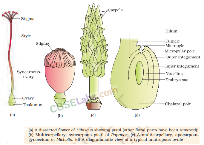 Sexual Reproduction in Flowering Plants - CBSE Notes for Class 12 Biology