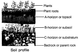 Soil Class 7 Extra Questions Science Chapter 9 1