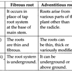 NCERT Solutions For Class 11 Biology Morphology of Flowering Plants Q6.1