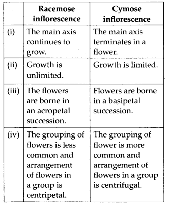 NCERT Solutions For Class 11 Biology Morphology of Flowering Plants Q6