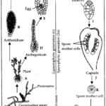 NCERT Solutions For Class 11 Biology Plant Kingdom Q3