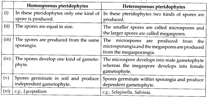 NCERT Solutions For Class 11 Biology Plant Kingdom Q9.1