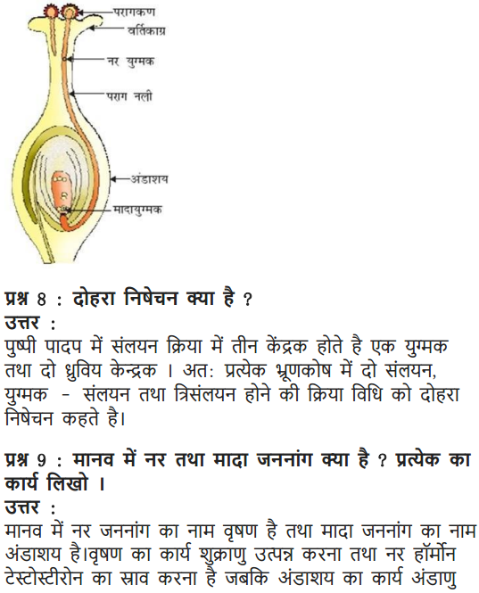 NCERT Solutions for Class 10 Science Chapter 8 How do Organisms Reproduce Hindi Medium 19