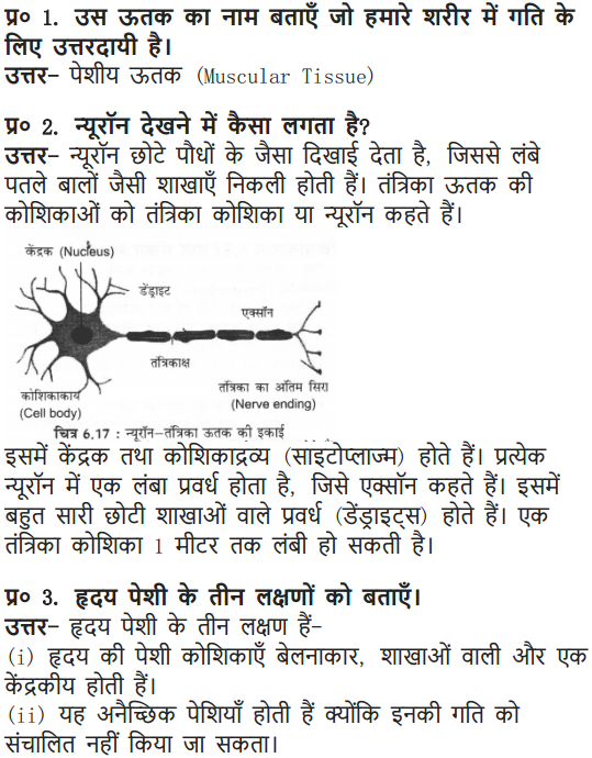 NCERT Solutions for Class 9 Science Chapter 6 Tissues Hindi Medium 3